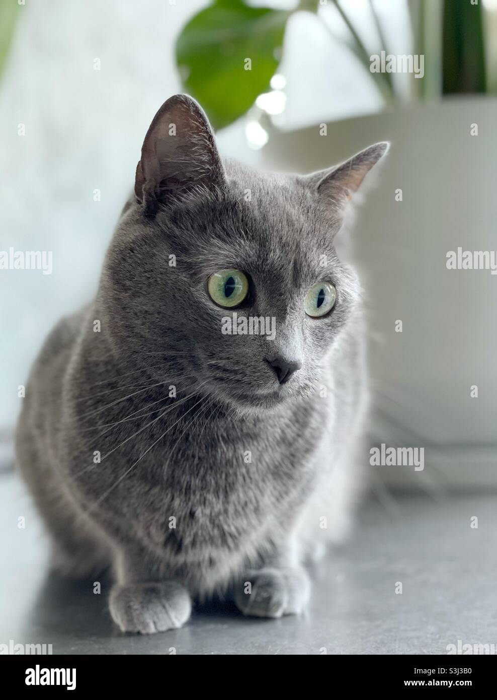 Porträt einer graue Hauskatze Stockfoto