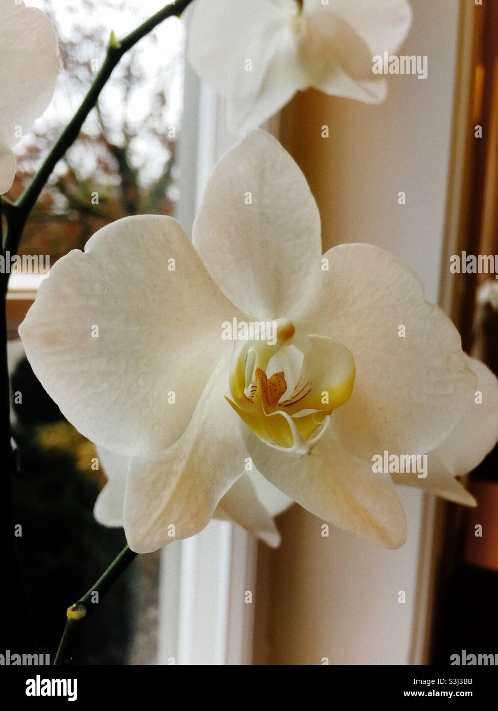 Weiße Orchideenblüte blühen in der Nähe eines Fensters - Smartphone-aufgenommenes Stockfoto