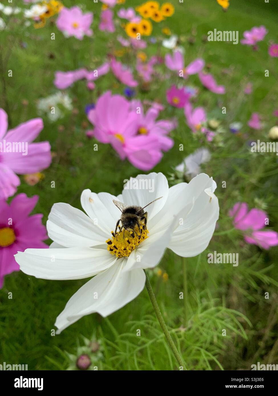 Arbeitende Biene in der Cosmos-Blume Stockfoto