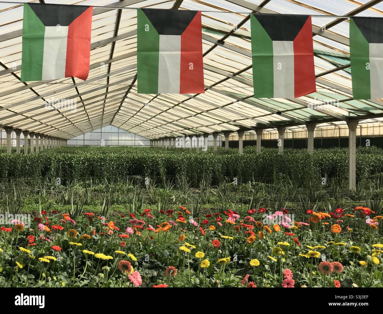 Blumen im Gewächshaus in Kuwait Stockfoto