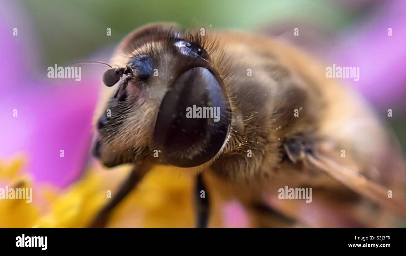 Eine Honigbiene mit einer Zecke auf der Stirn Stockfoto