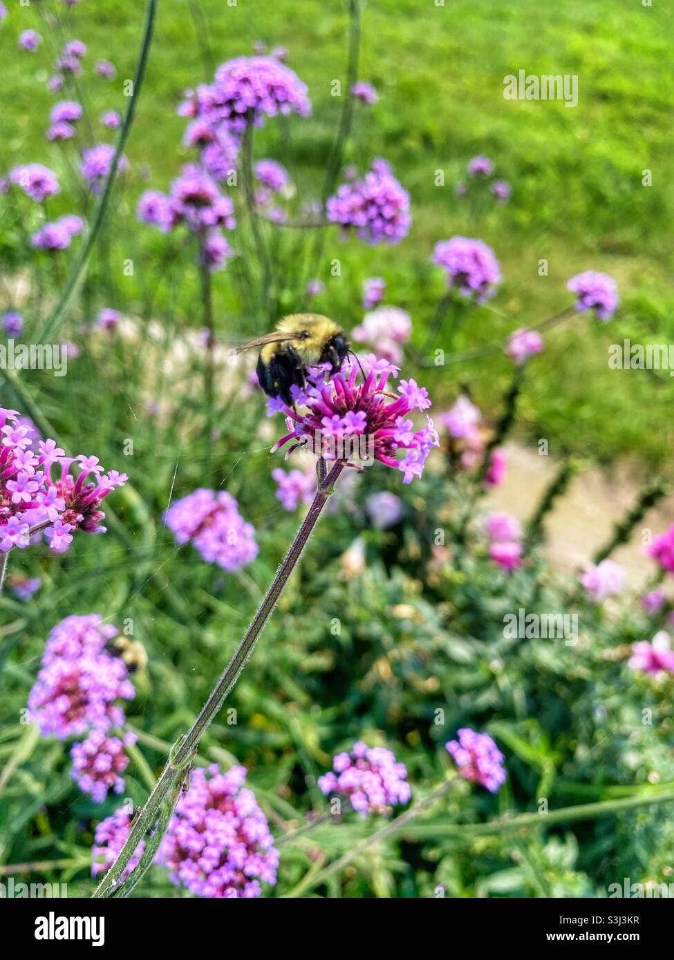 Biene auf Blumen Stockfoto