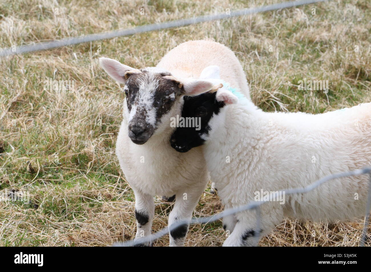 Mein Haustier Schafe Stockfoto