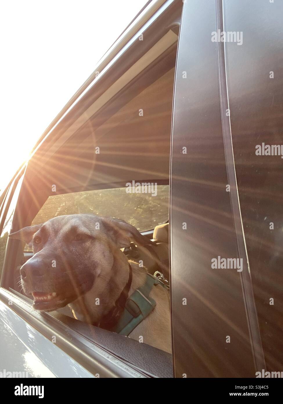Roadtrip mit dem Hund. Stockfoto