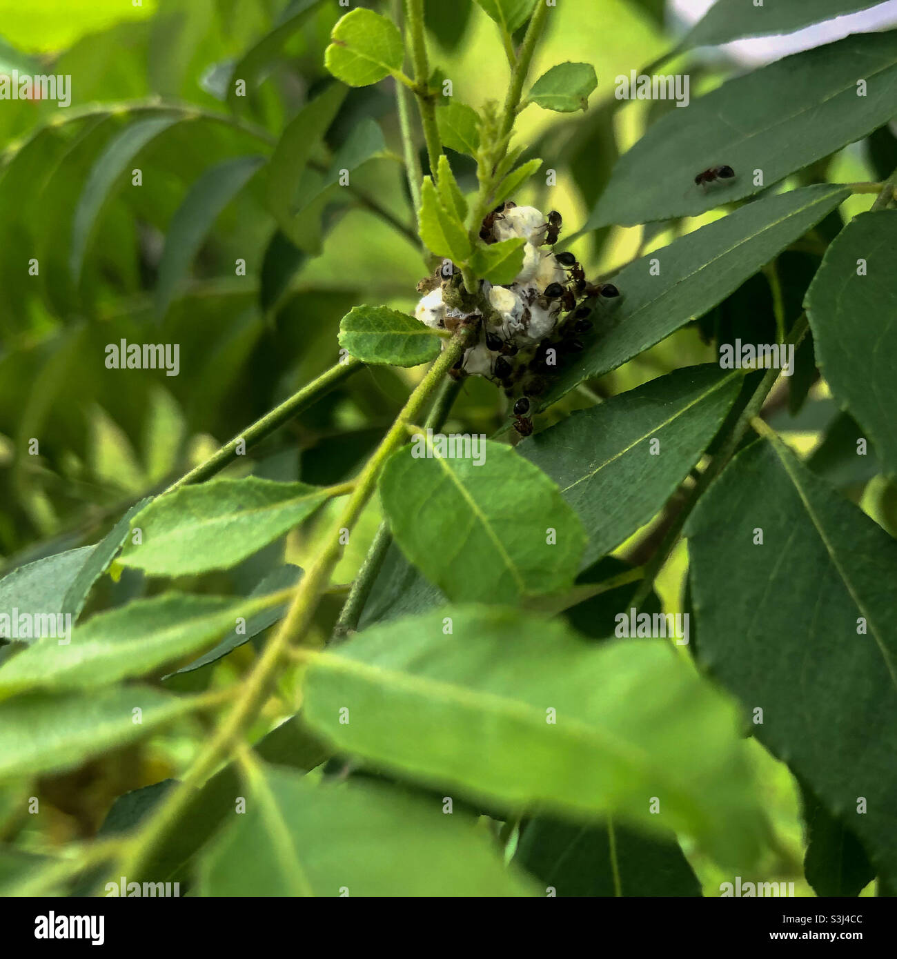 Ameisen eier Stockfotos und bilder Kaufen Alamy