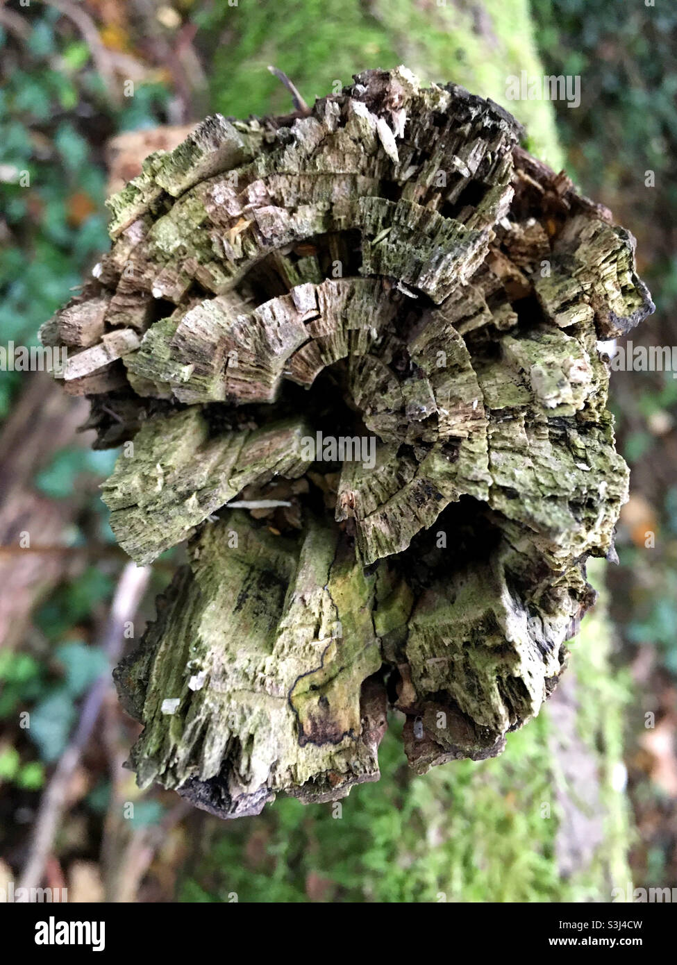Baumstumpf - Smartphone-aufgenommenes Stockfoto