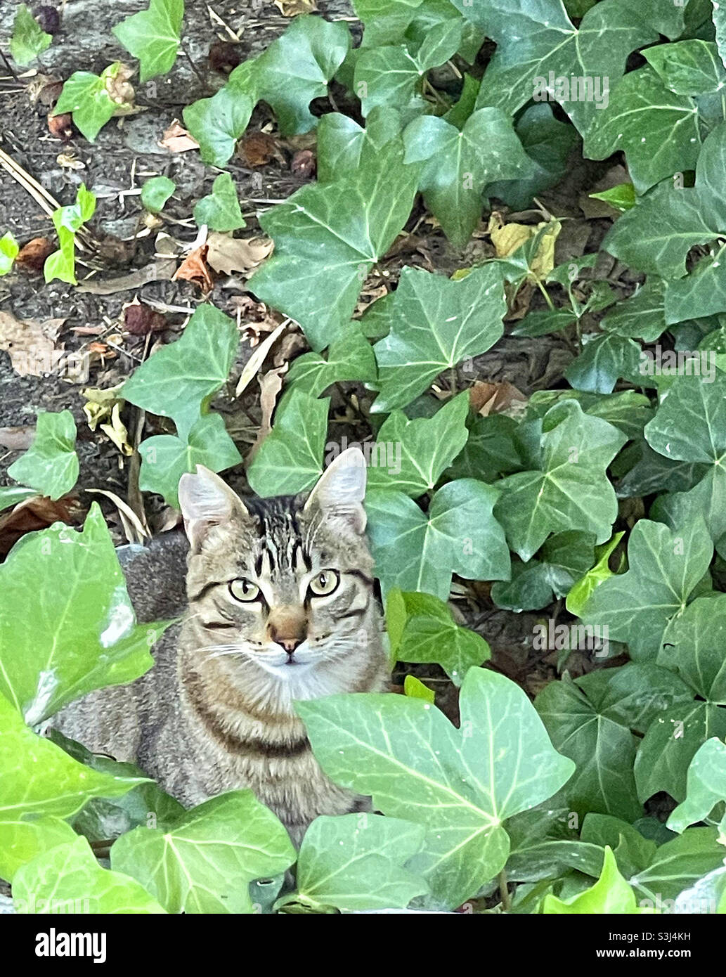 Tabby Katze in einem Garten. - Smartphone-aufgenommenes Stockfoto