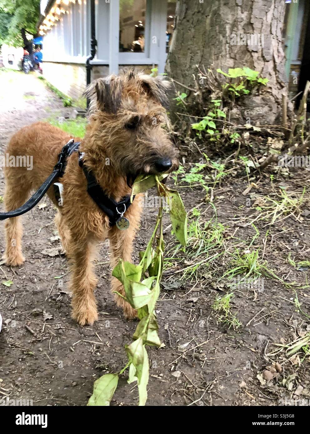 Irish terrier Stockfoto