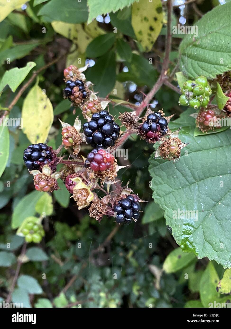 Brombeeren wachsen in der Hecke von Rhydargaeau, Carmarthenshire, Wales. September 2021. - Smartphone-aufgenommenes Stockfoto