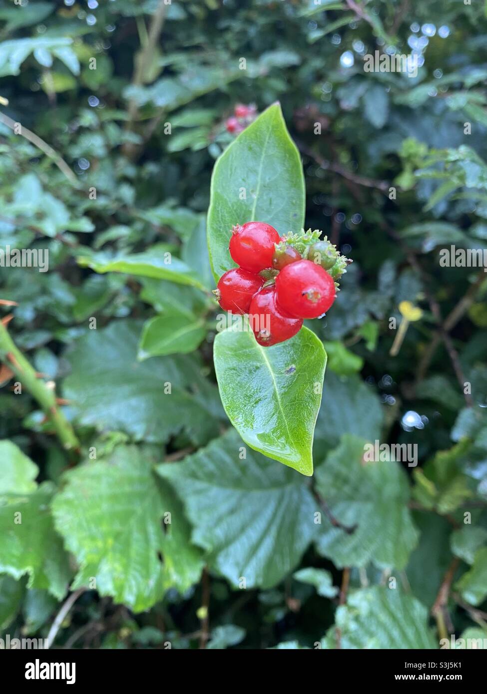 Rote Beeren wachsen in einer Hecke bei Rhydargaeau, Carmarthen, Wales. September 2021. - Smartphone-aufgenommenes Stockfoto