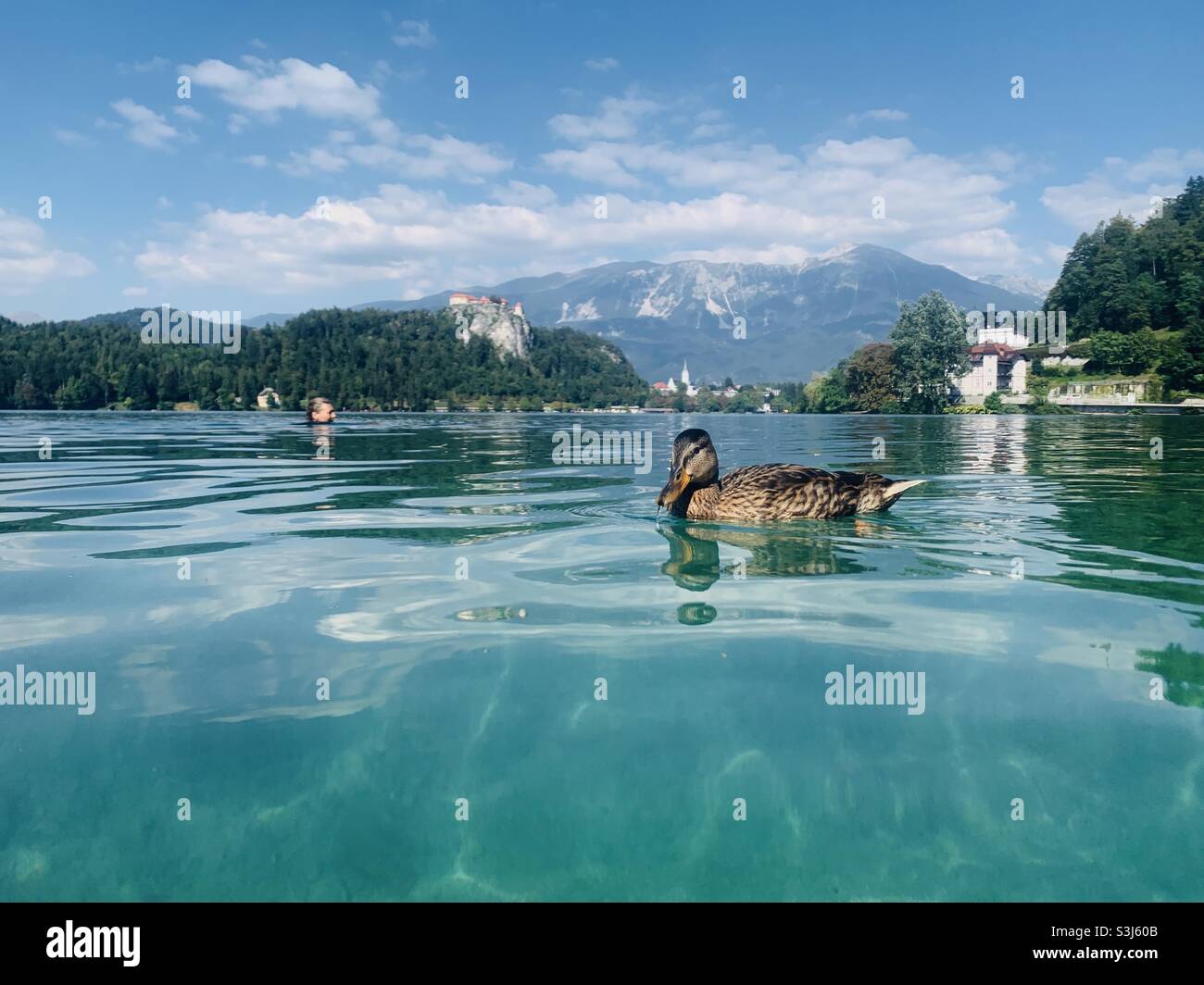 Ente, die auf dem See schwamm, blutete Stockfoto