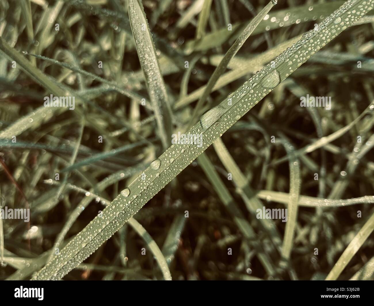 Morgentau auf Grashalmen Stockfoto