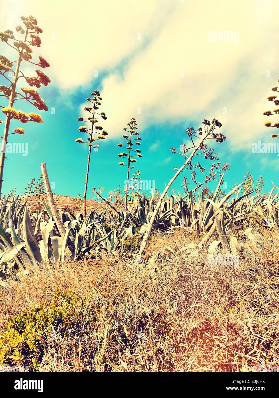 Kaktusbäume Feld in Gozo gegen blauen Himmel Stockfoto