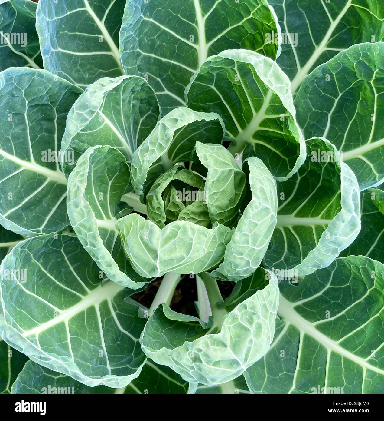 Winter Veg. Rosenkohl wächst rechtzeitig vor Weihnachten. Stockfoto