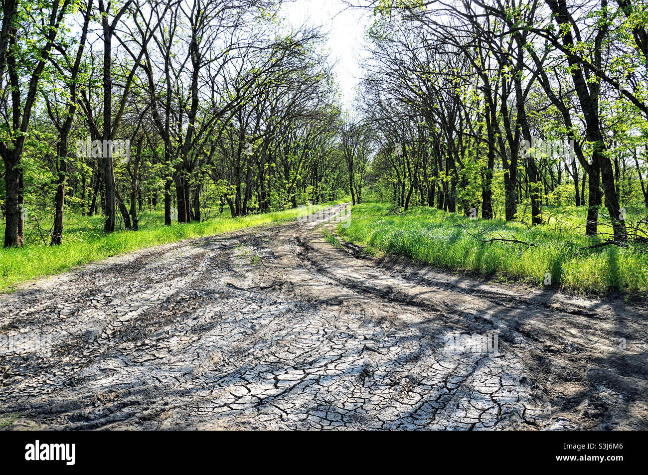 Raue Straße zwischen Bäumen im Wald Stockfoto