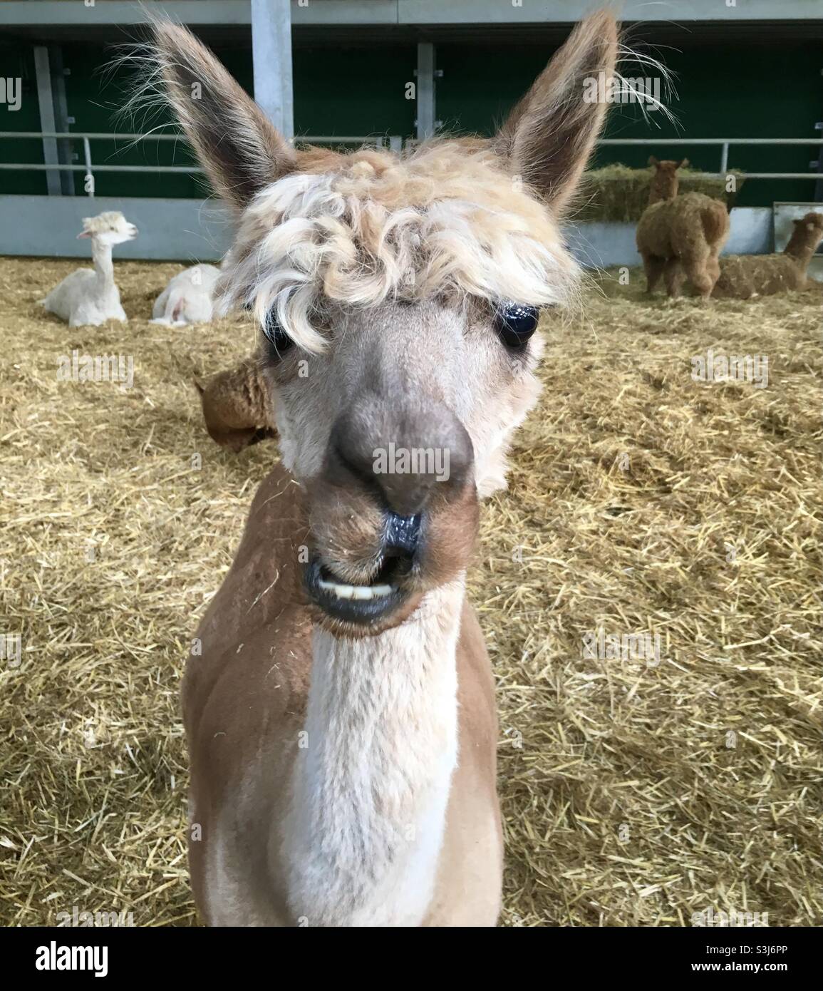 Niedliche Alpaka mit langen Fransen - Smartphone-aufgenommenes Stockfoto
