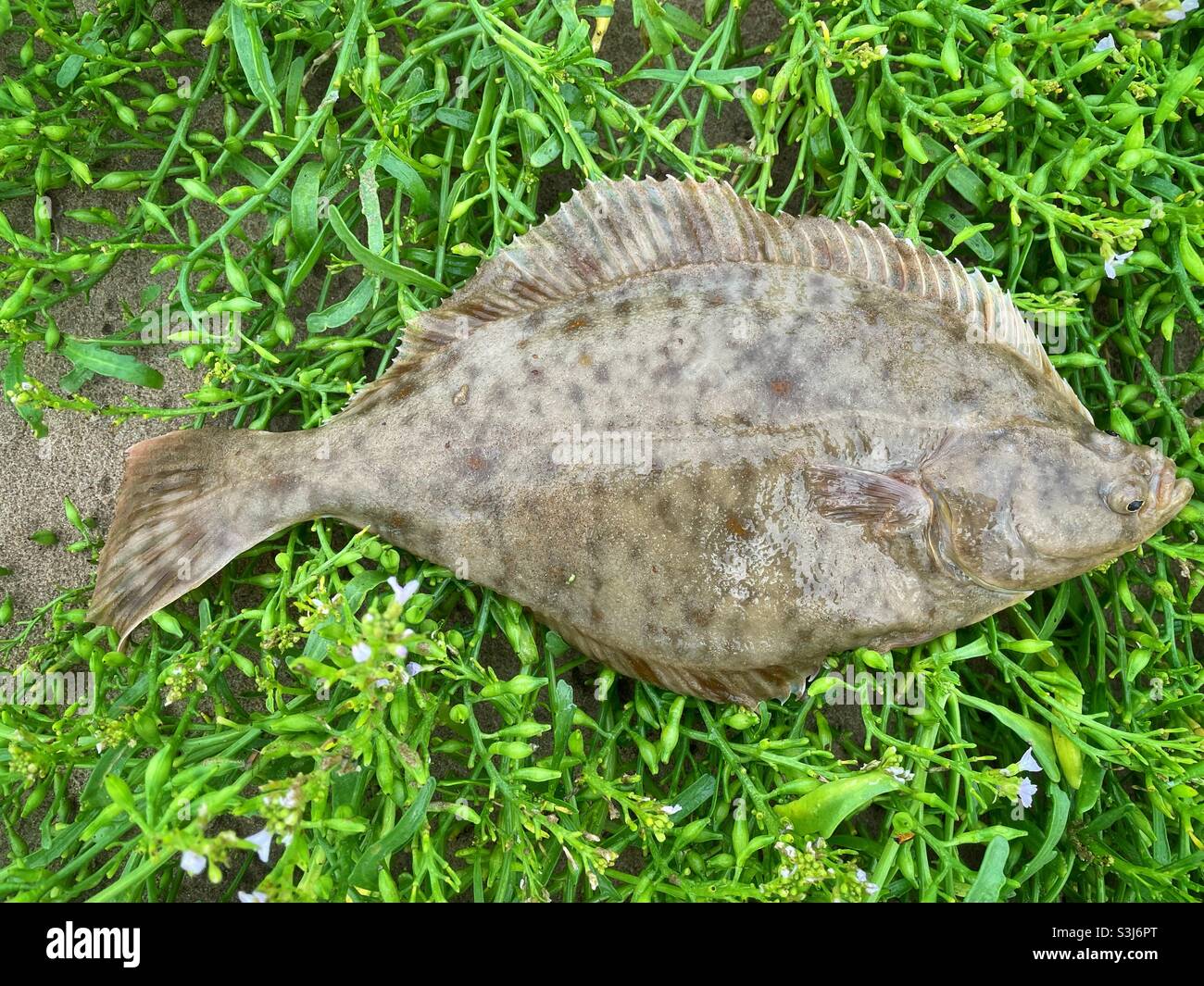 Eine Flunder (Platichthys flesus), die von einem walisischen Surfstrand gefangen wurde, September. Stockfoto