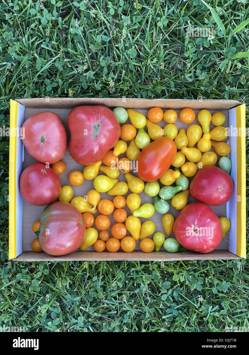 Eine Schachtel mit einer Vielzahl von frisch gepflückten Bio-Tomaten auf einem frischen grünen Rasen. Mortgage Lifter, Cherokee Purple, Sun Sugar Cherry, Yellow Pear und Roma-Tomaten. Stockfoto