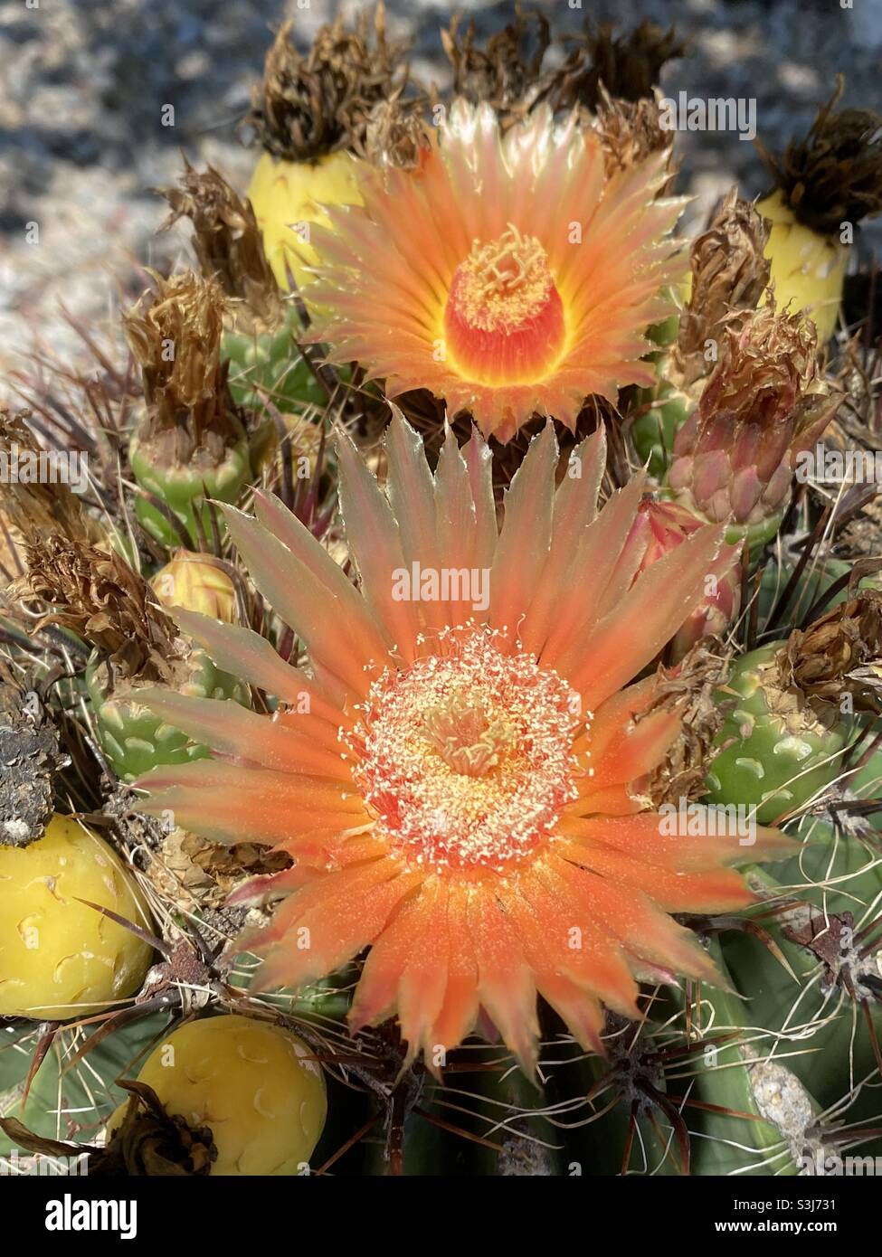 Arizona-Kaktus Stockfoto