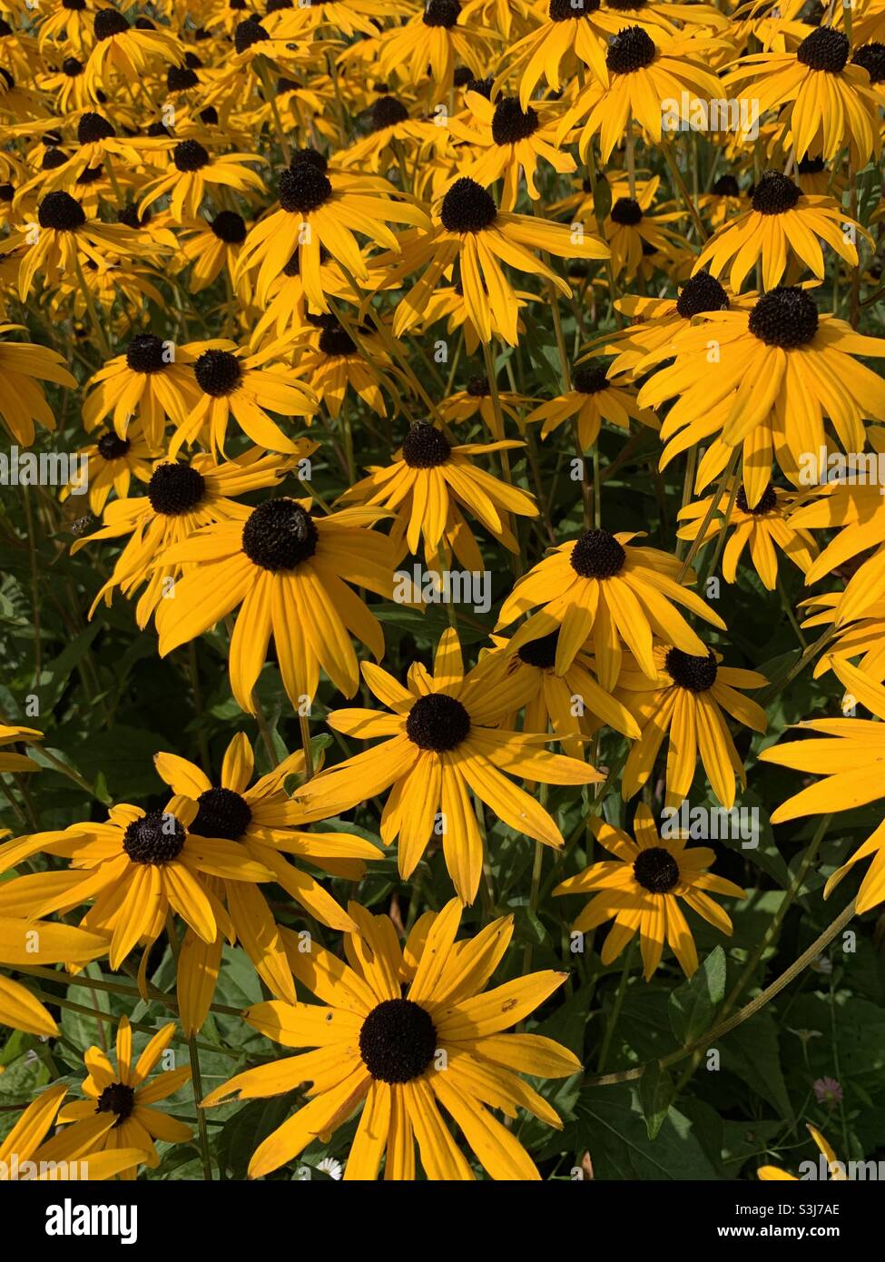 Rudbeckia fulgidam Flowers Stockfoto