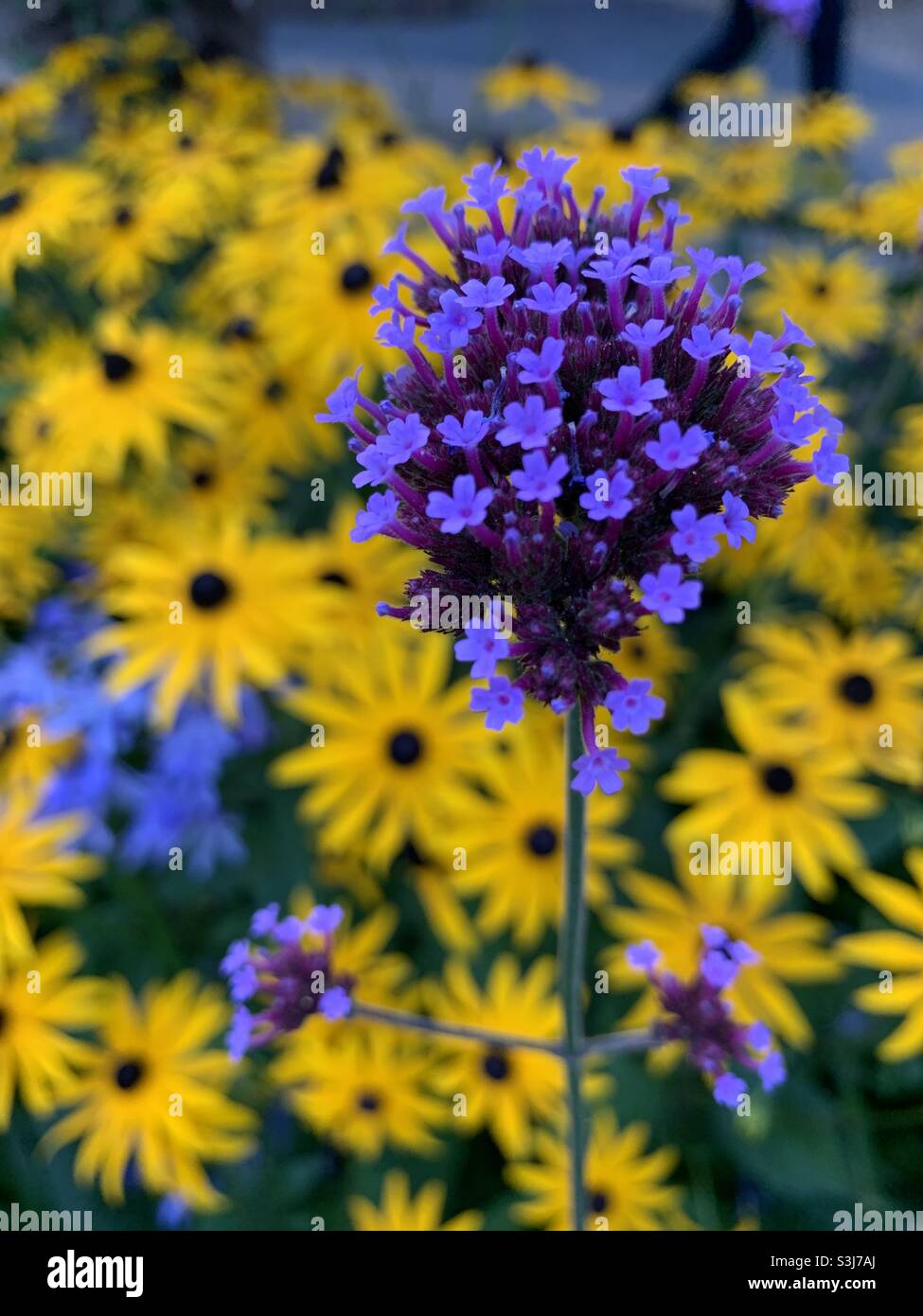 Schöne Blumen Stockfoto