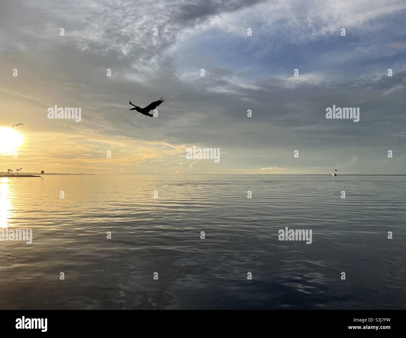 Goldener Sonnenuntergang, der sich auf das Bay Water mit pelikanischer Silhouette spiegelt Stockfoto