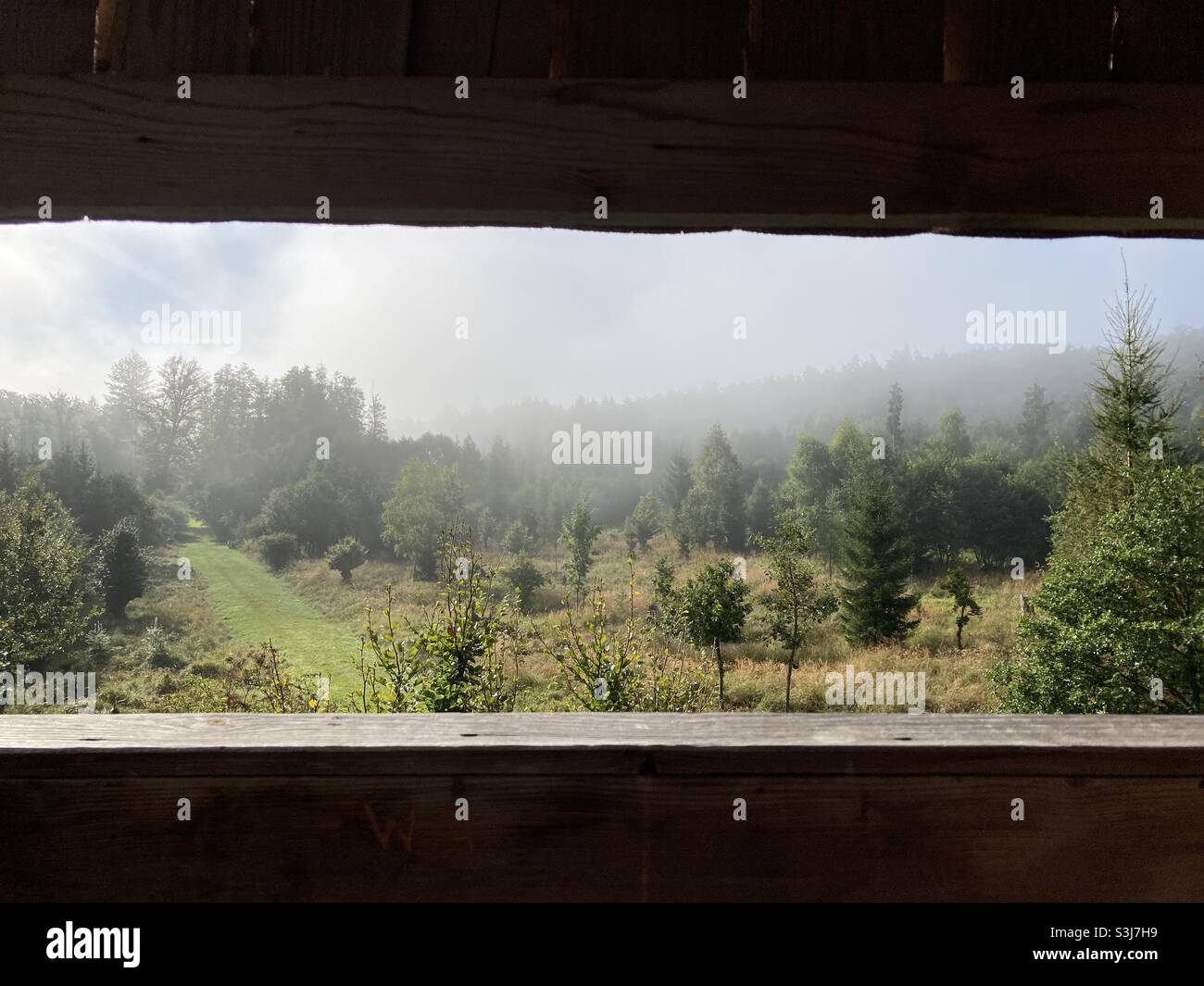 Blick von einem Reh stehen malerischen Wald im Morgennebel - Smartphone-aufgenommenes Stockfoto