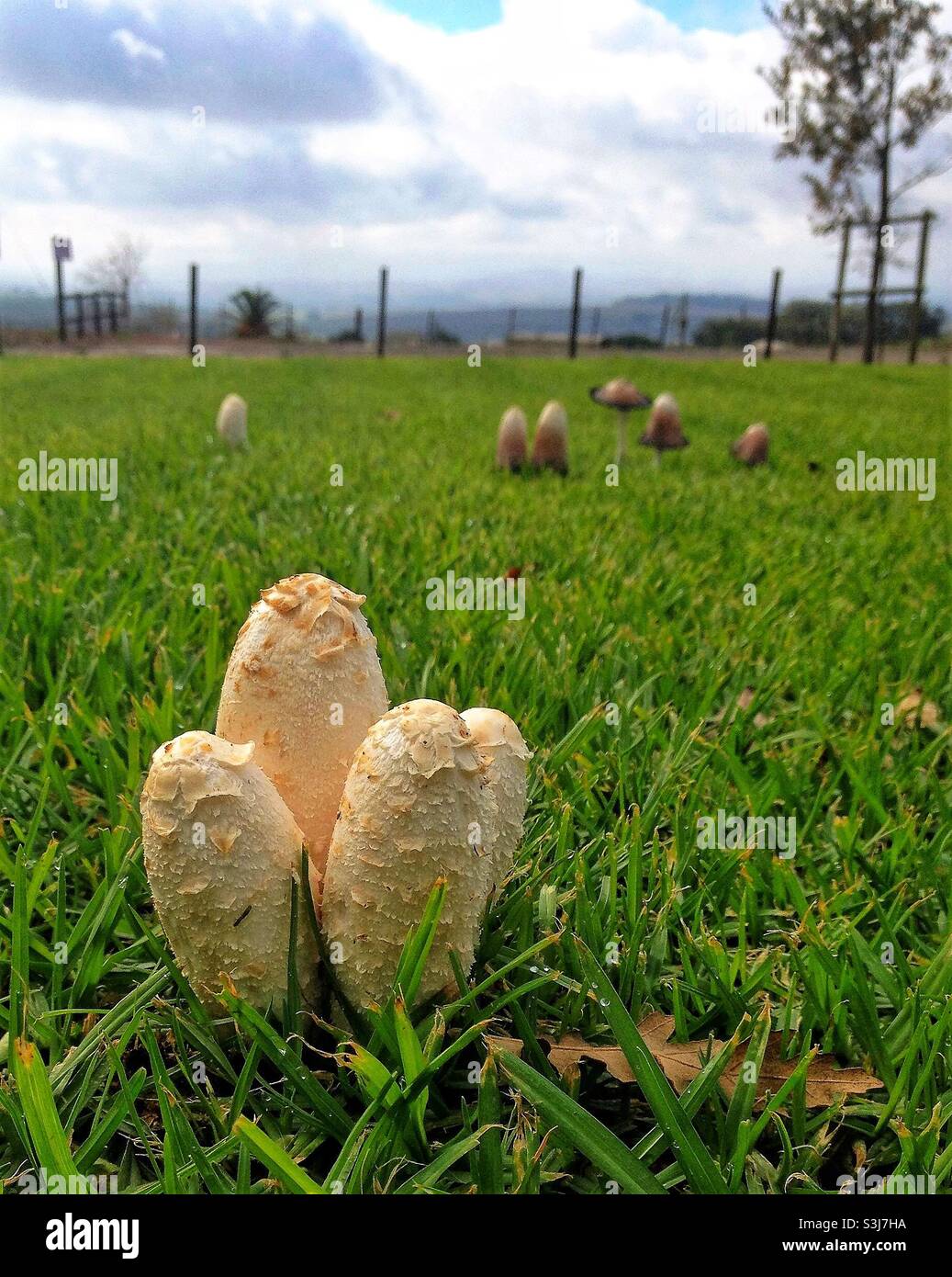 Cluster von Pilzen, die in einem grünen Grasfeld wachsen Stockfoto