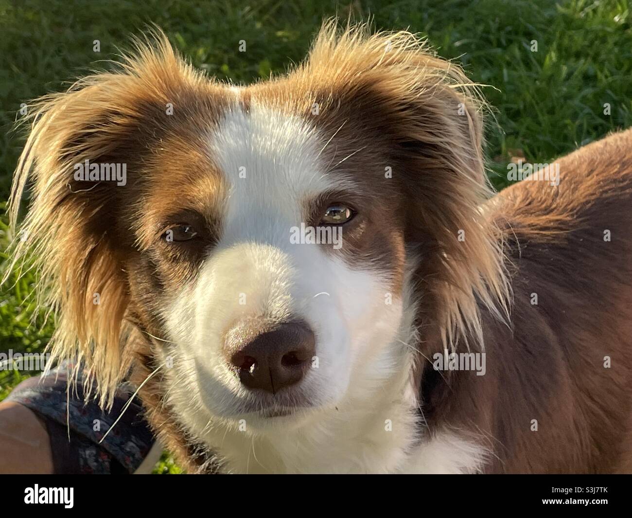 Mini American Shepherd Hund Stockfoto