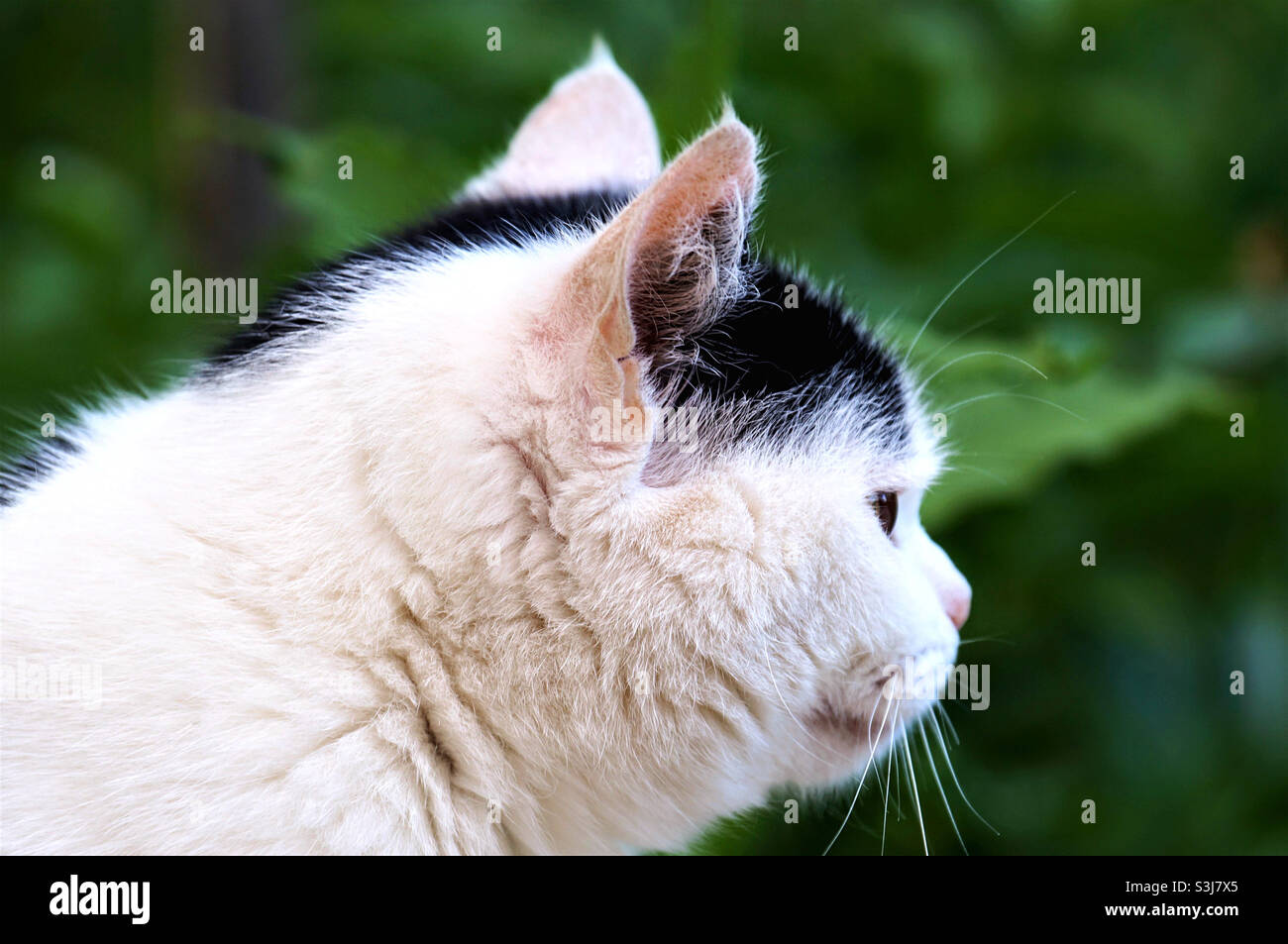 Katzenkopf mit einem sorgfältigen Blick zur Seite Stockfoto