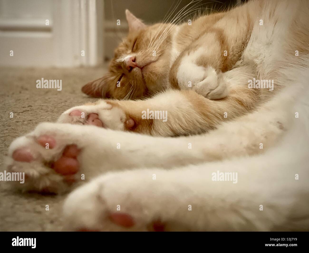 Ingwer schlafende Katze Stockfoto