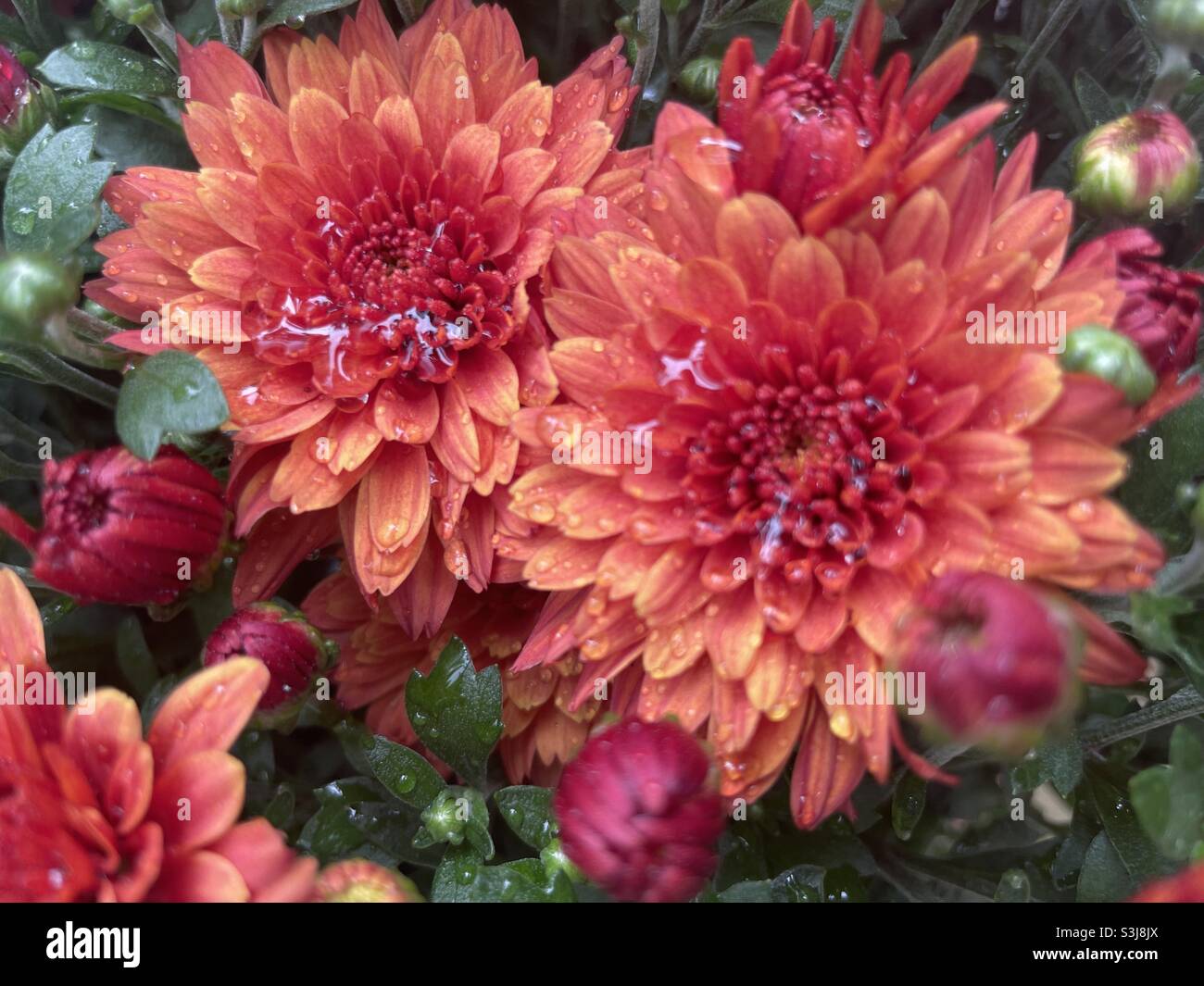 Rot und Orange. Mütter Stockfoto