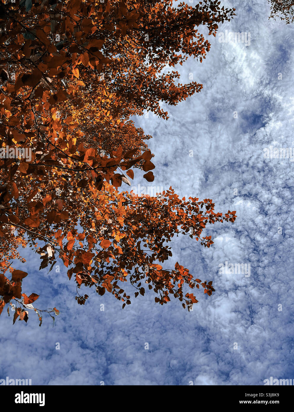 Blätter im Herbst Stockfoto