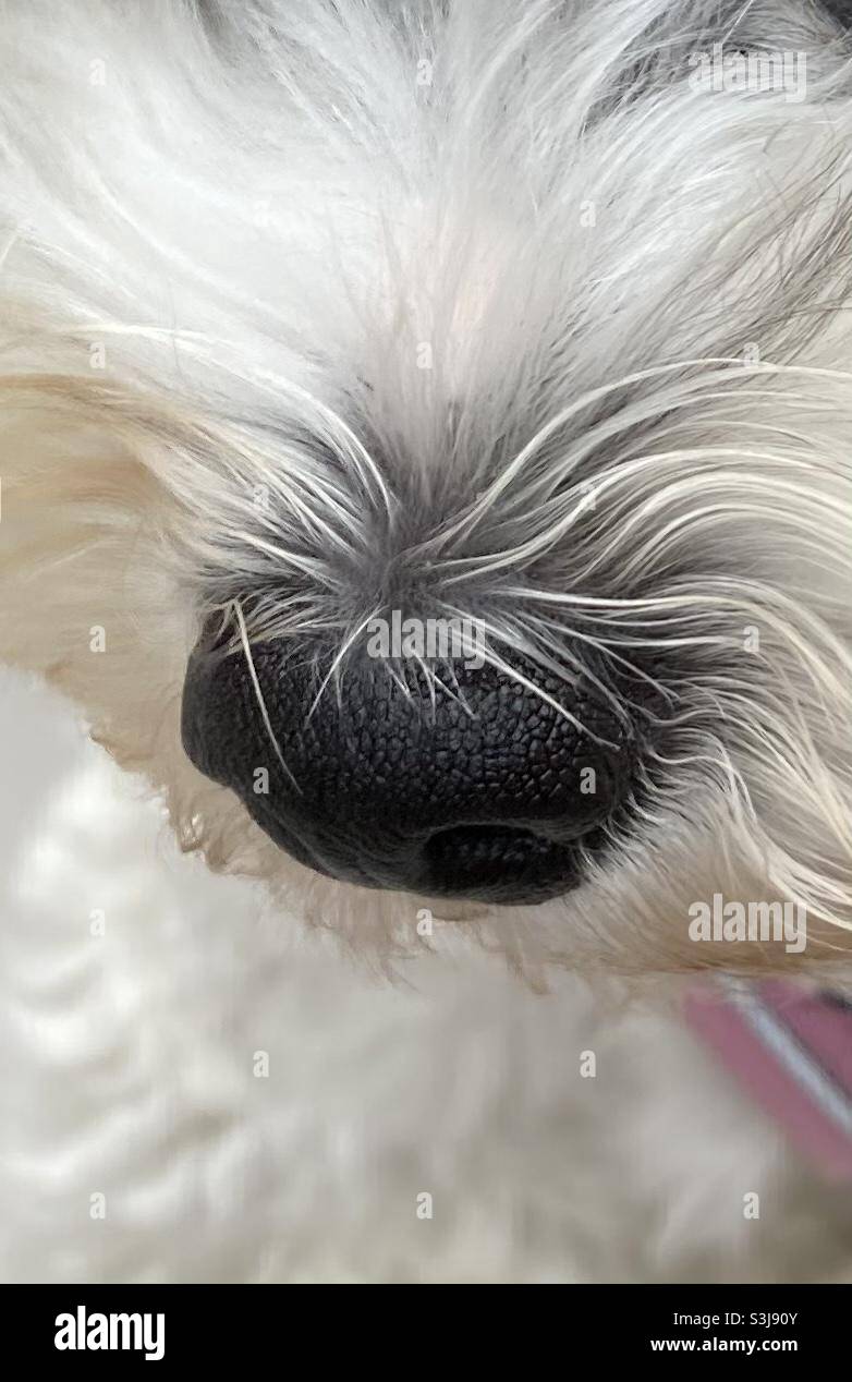 Welpen Hunde Nase - Smartphone-aufgenommenes Stockfoto