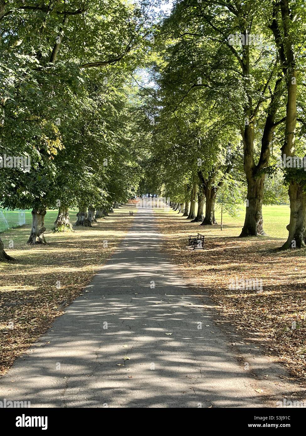 Schatten und Herbstlaub entlang der Lime Avenue im Rothamsted Park, Harpenden, Herts, England. Stockfoto