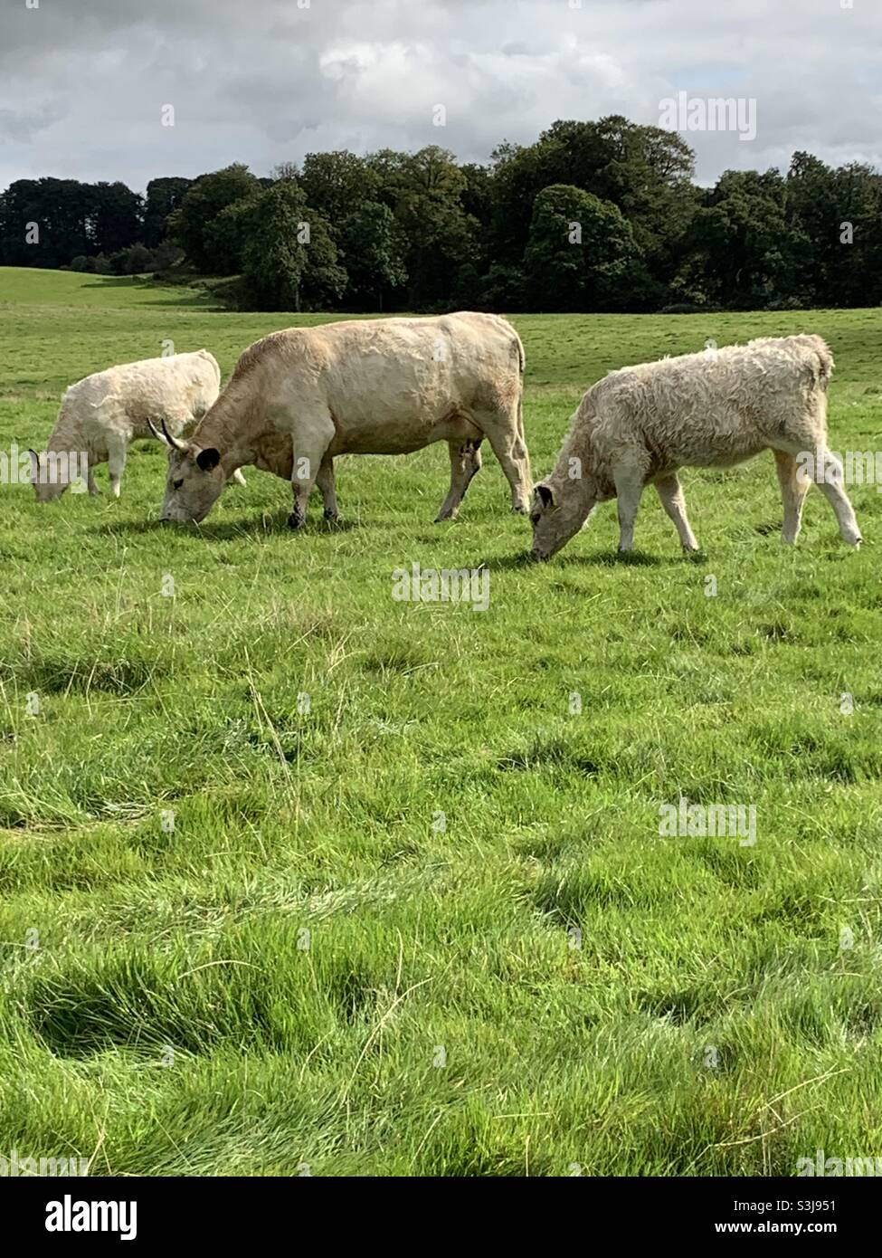 Synchronisieren von Kühen auf einem Feld - Smartphone-aufgenommenes Stockfoto