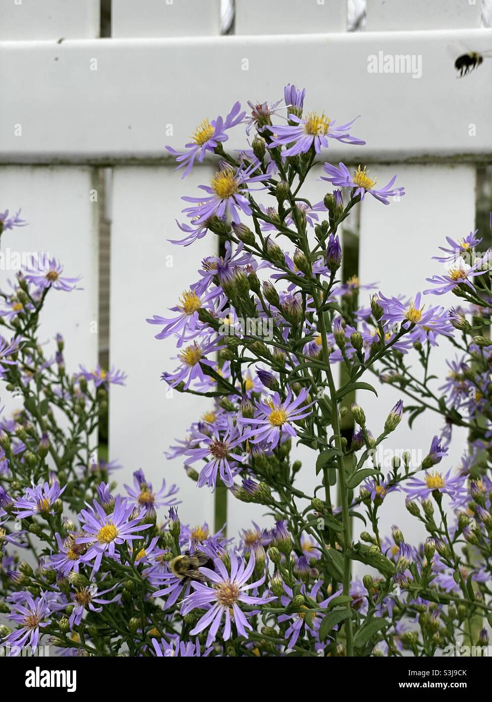 Violette Astern mit Biene auf Blume und einer wegfliegenden Biene. Stockfoto