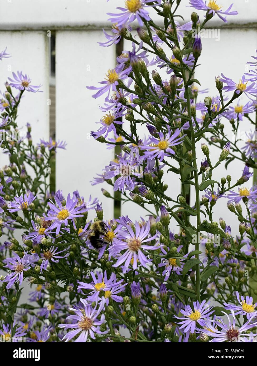 Nahaufnahme von lila Astern gegen weißen Zaun im Garten mit einer Biene auf der Blume. Stockfoto