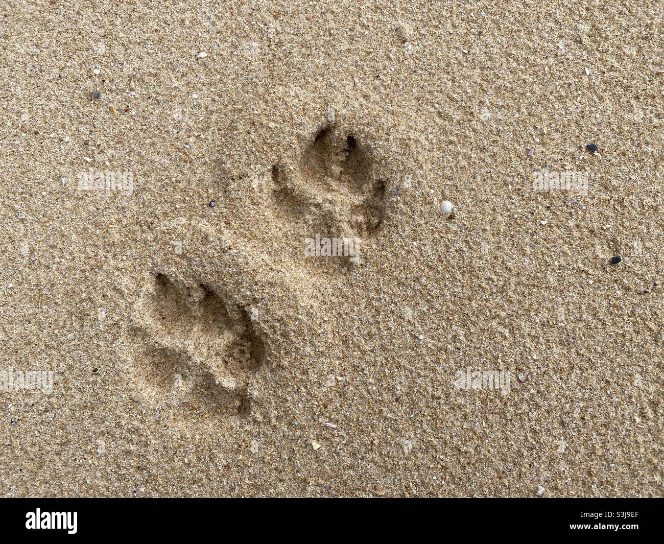 Pfote druckt im Sand an einem Strand Stockfoto