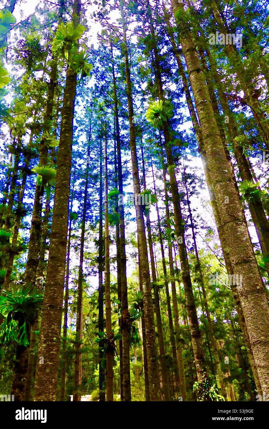 Regenwald-Bäume Stockfoto