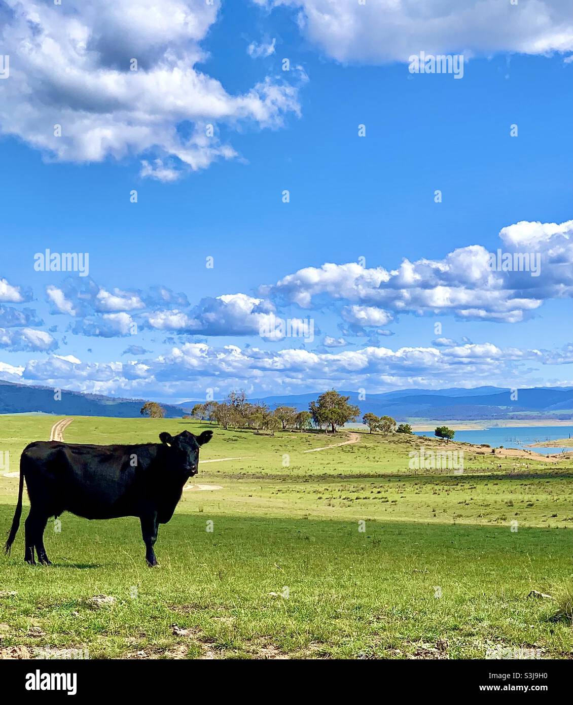 Landkuh am See Stockfoto