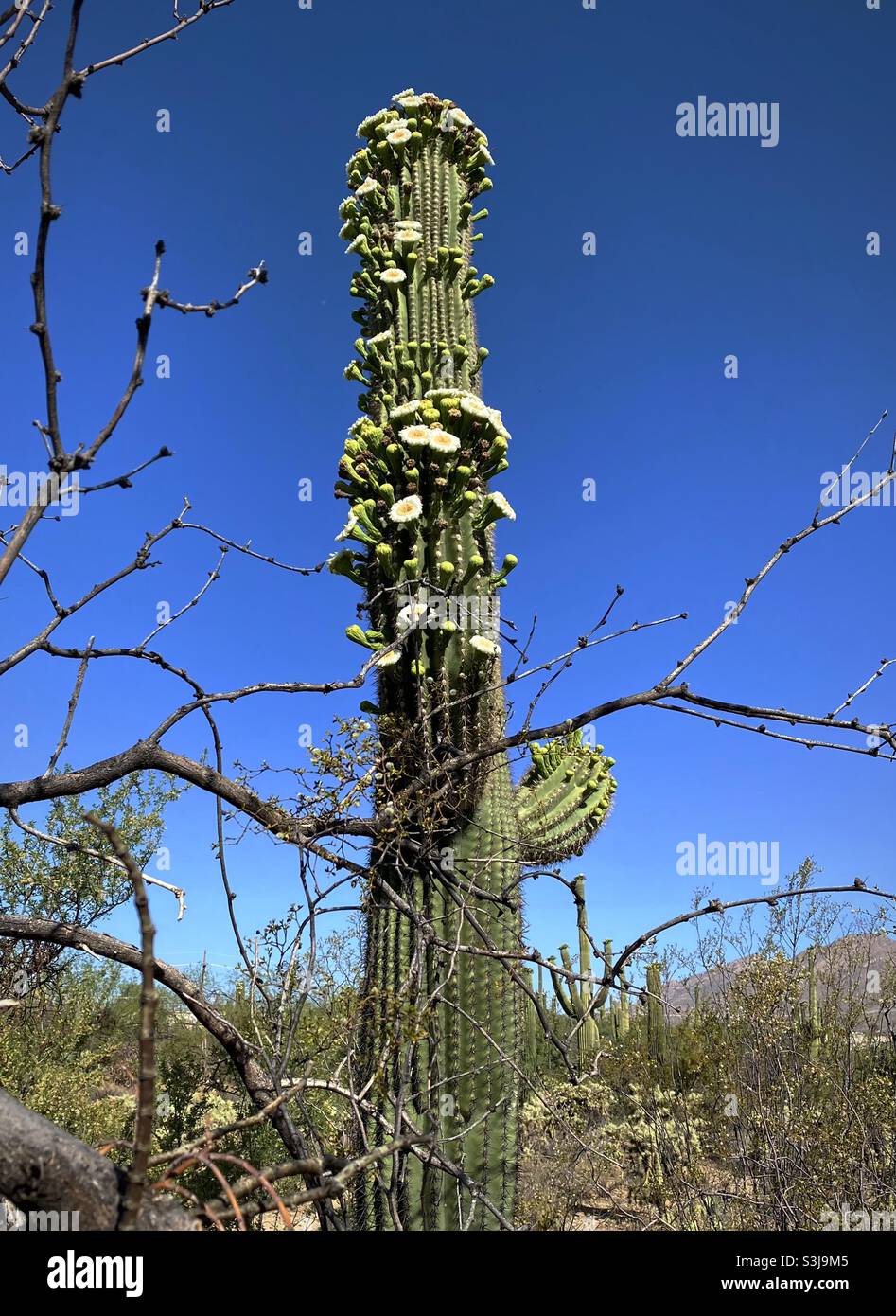 Ein saguaro Kaktus zeigt eine außergewöhnliche Anzahl von Blüten im Frühjahr 2020, Sabino Canyon, Sonoran Desert, Tucson, Arizona, USA. - Smartphone-aufgenommenes Stockfoto