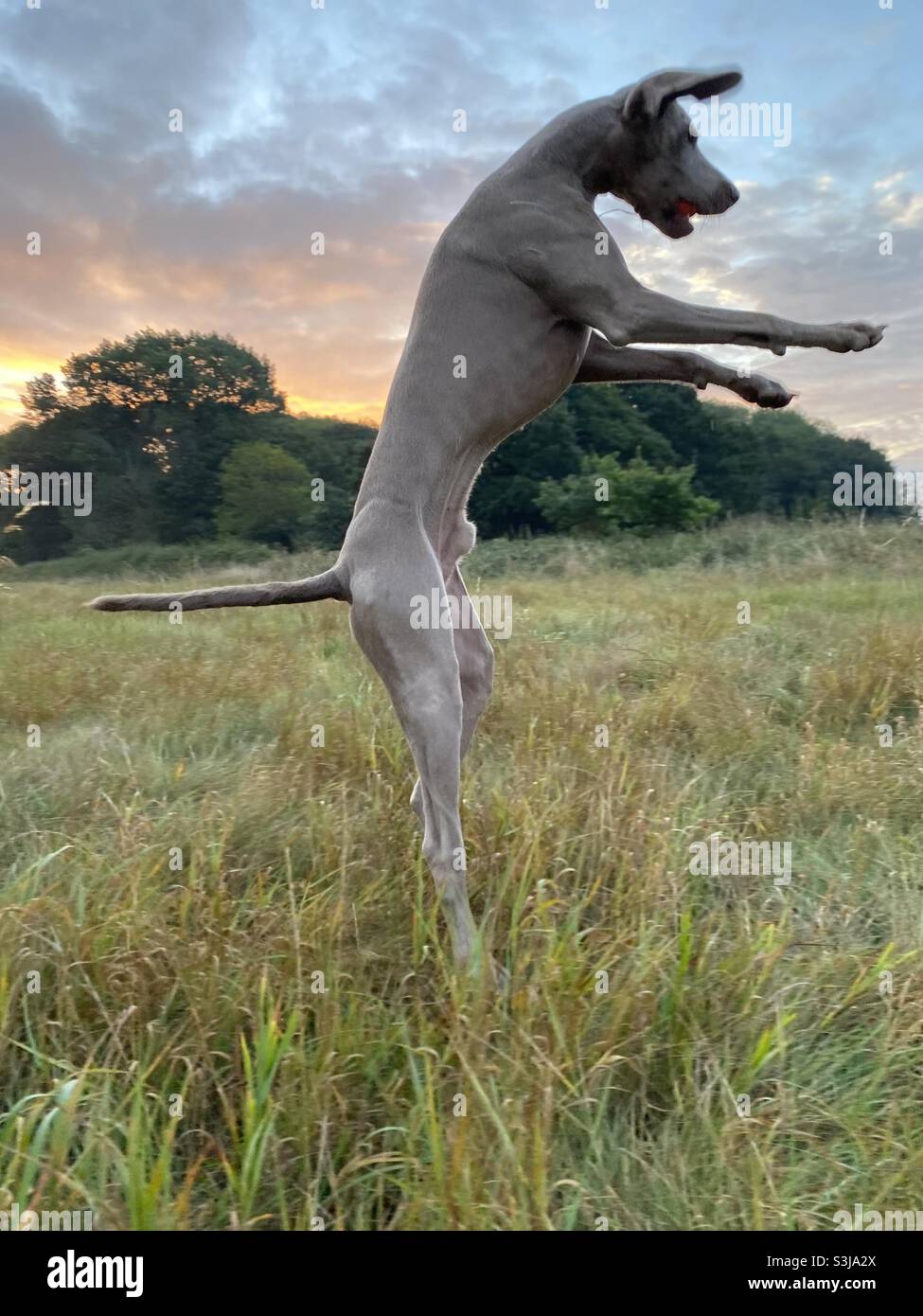 Springender Weimaraner Stockfoto