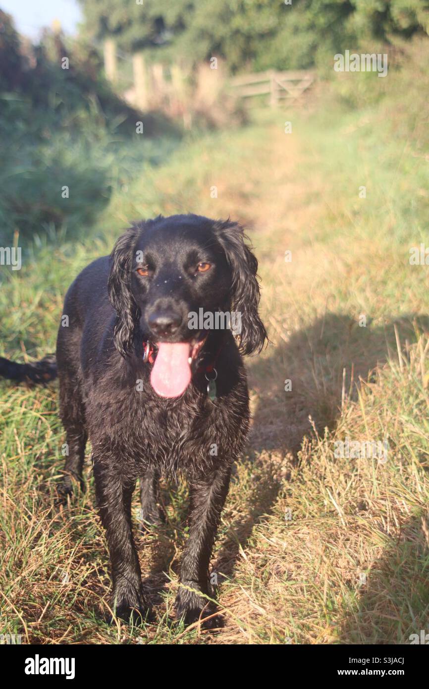 Schwarzer Cocker Spaniel auf dem Land Stockfoto