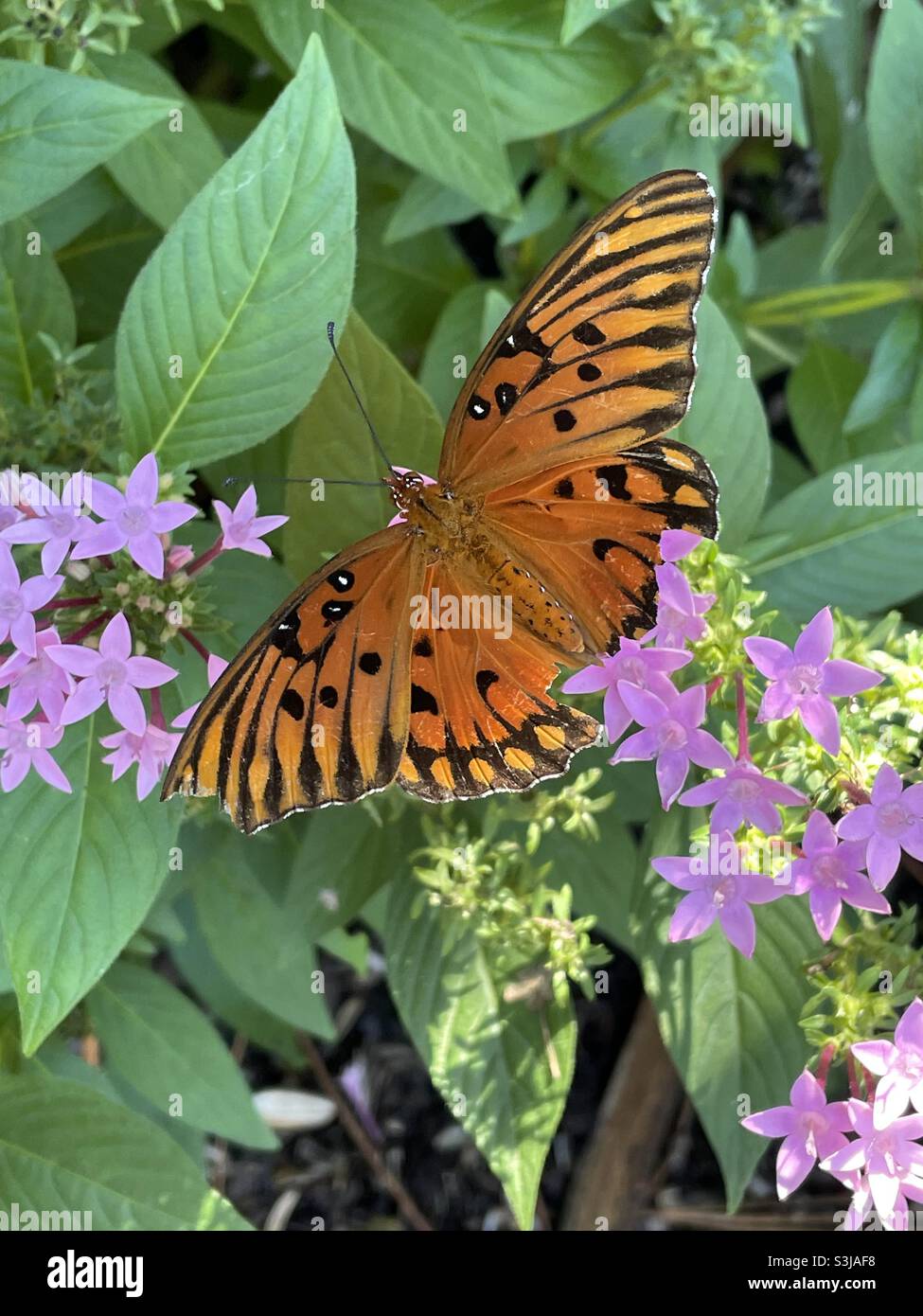 Oranger fatillärer Schmetterling aus dem Golf auf rosa Blüten Stockfoto