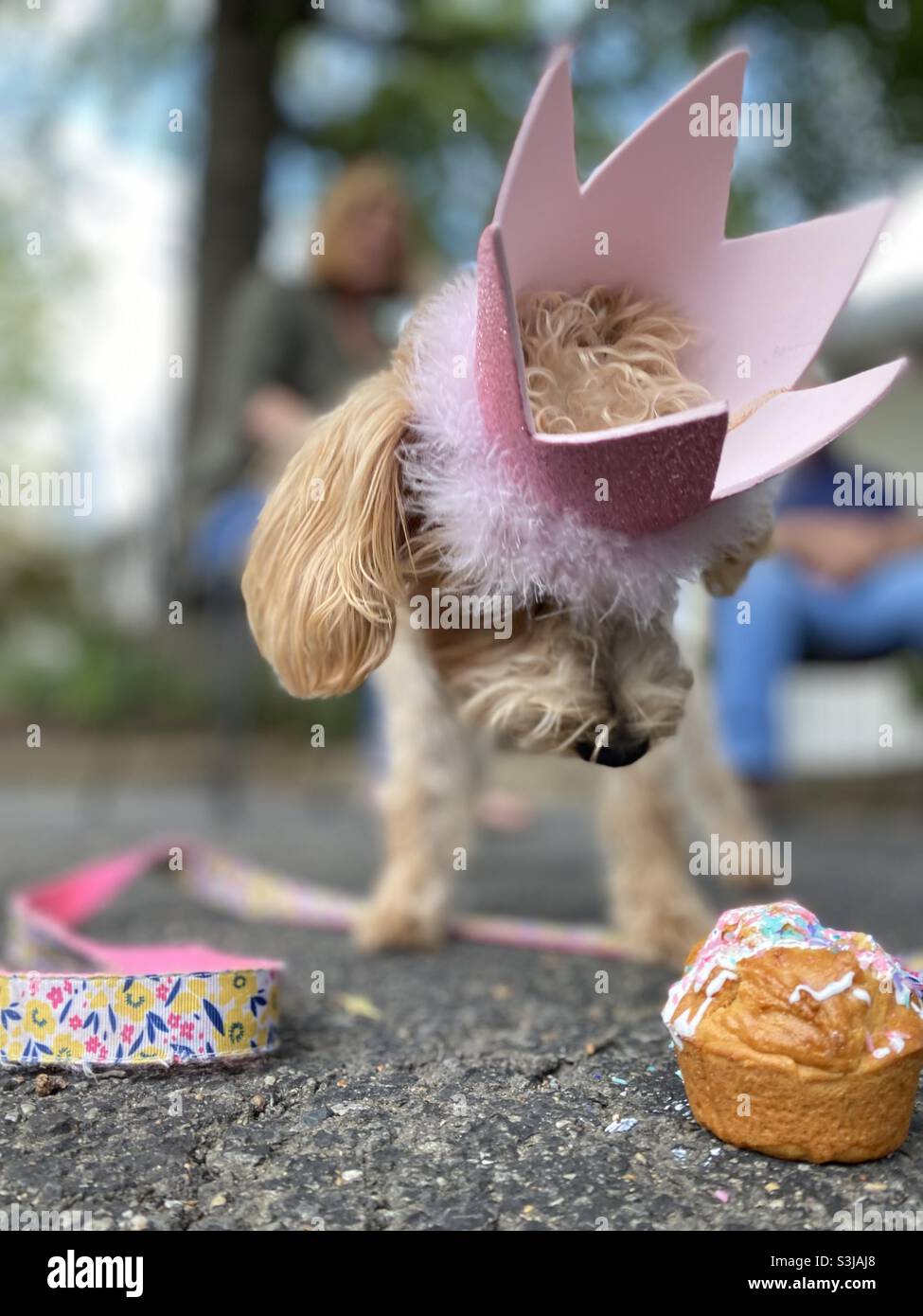 Ein Welpe feiert ihren ersten Geburtstag mit einer rosa Krone und einem Puppenkuchen mit Streuseln. - Smartphone-aufgenommenes Stockfoto
