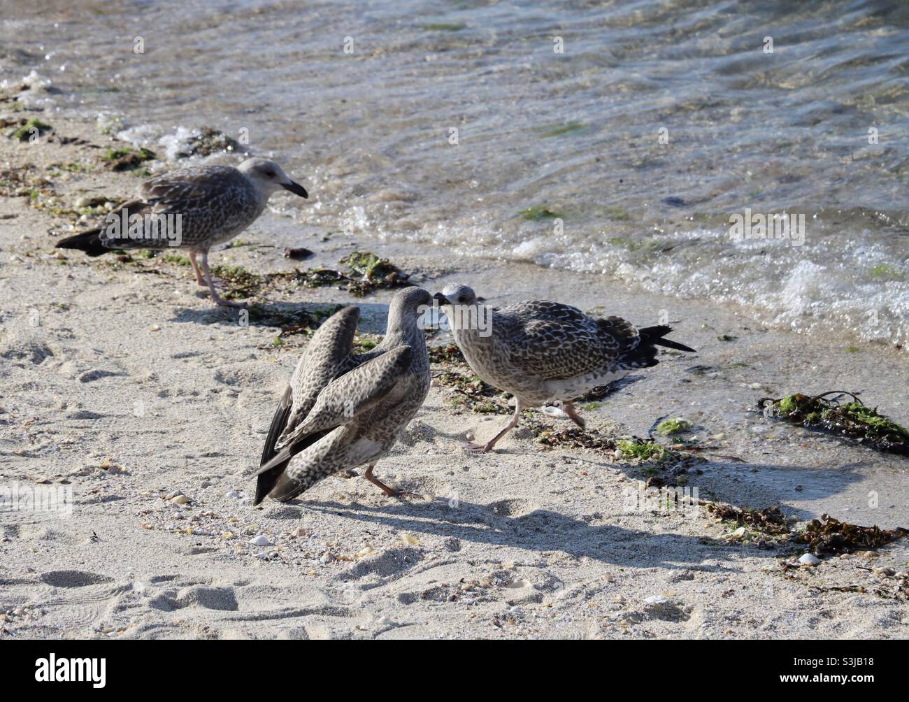 Möwen küssen sich - Smartphone-aufgenommenes Stockfoto