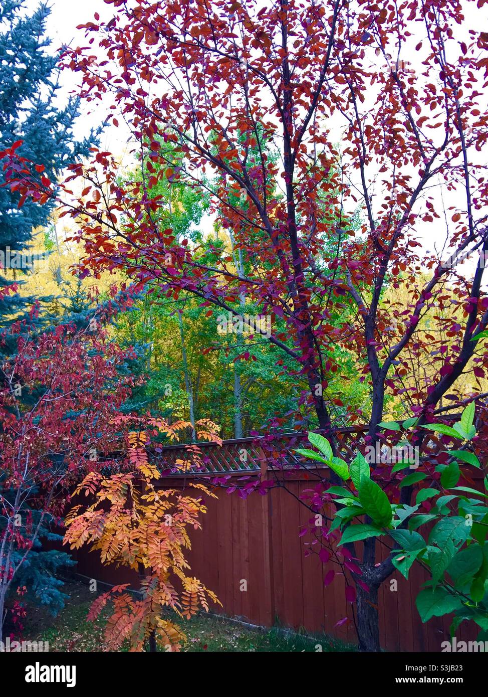 Gartenfotografie, Herbst, September, 2021, Calgary, Alberta, Kanada. Zierkrabbe, Strauchahorn, Flieder, Aspen - Smartphone-aufgenommenes Stockfoto
