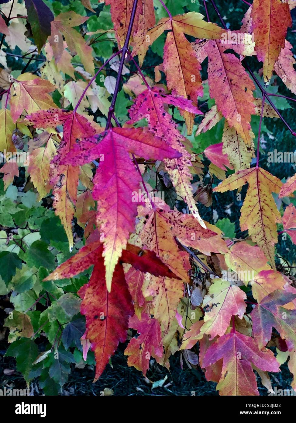 Gartenfotografie, Herbst, September, 2021, Calgary, Alberta, Bergasche - Smartphone-aufgenommenes Stockfoto