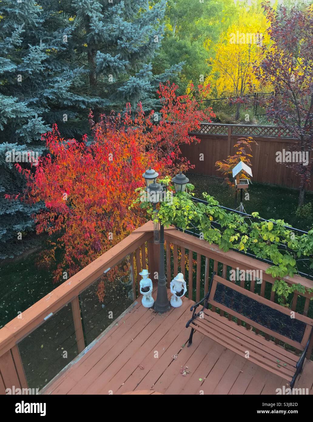 Gartenfotografie, Herbst, September, 2021, Calgary, Alberta, Vogelfutterhäuschen, Bergasche - Smartphone-aufgenommenes Stockfoto